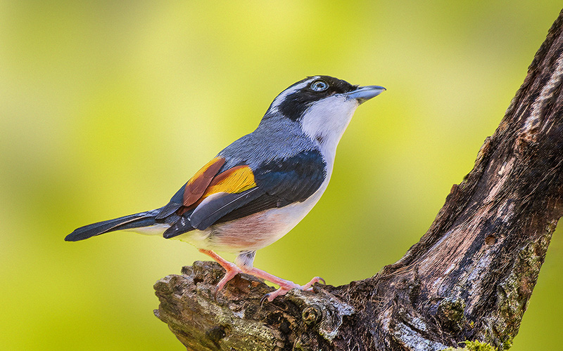 Dalat Shrike-Babbler (Pteruthius annamensis) at Da Lat Birding Trails - Southern Vietnam. Photo by: Phuc Le - Vietnam Bird Photography Tours - Vietbirdphototours.com